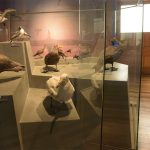 Museo de Historia Natural