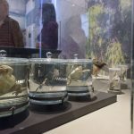 Museo de Historia Natural