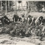 Sociedad de Instrucción Primaria, huerto escolar 1960