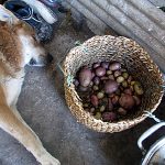 Perro de la familia Bahamondes junto a diversos tipos de papas chilotas