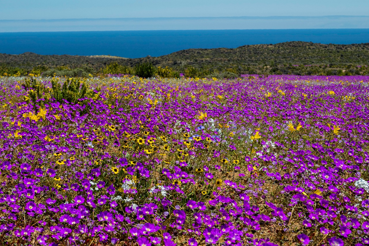 DOCUMENTAL DESIERTO FLORIDO